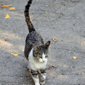 Кошка которая гуляет сама по себе...