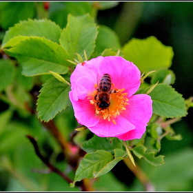 Цветок и пчела...