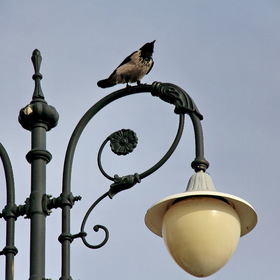 Ворона на фонаре